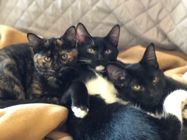 These kittens have grown together to be confident, playful and very affectionate. They instantly purr and love laying in the sun.