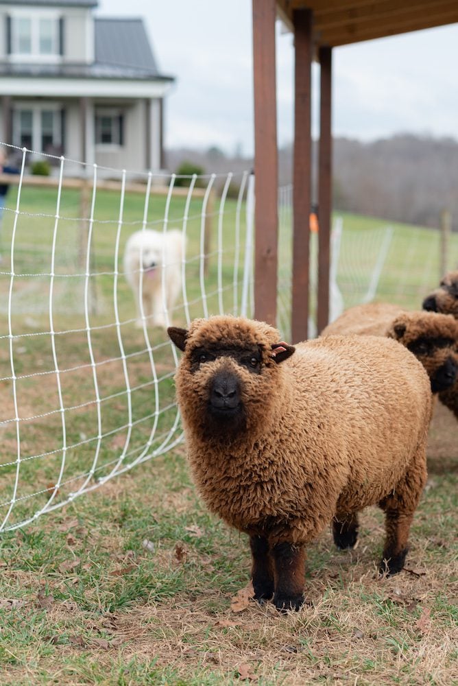 babydoll sheep